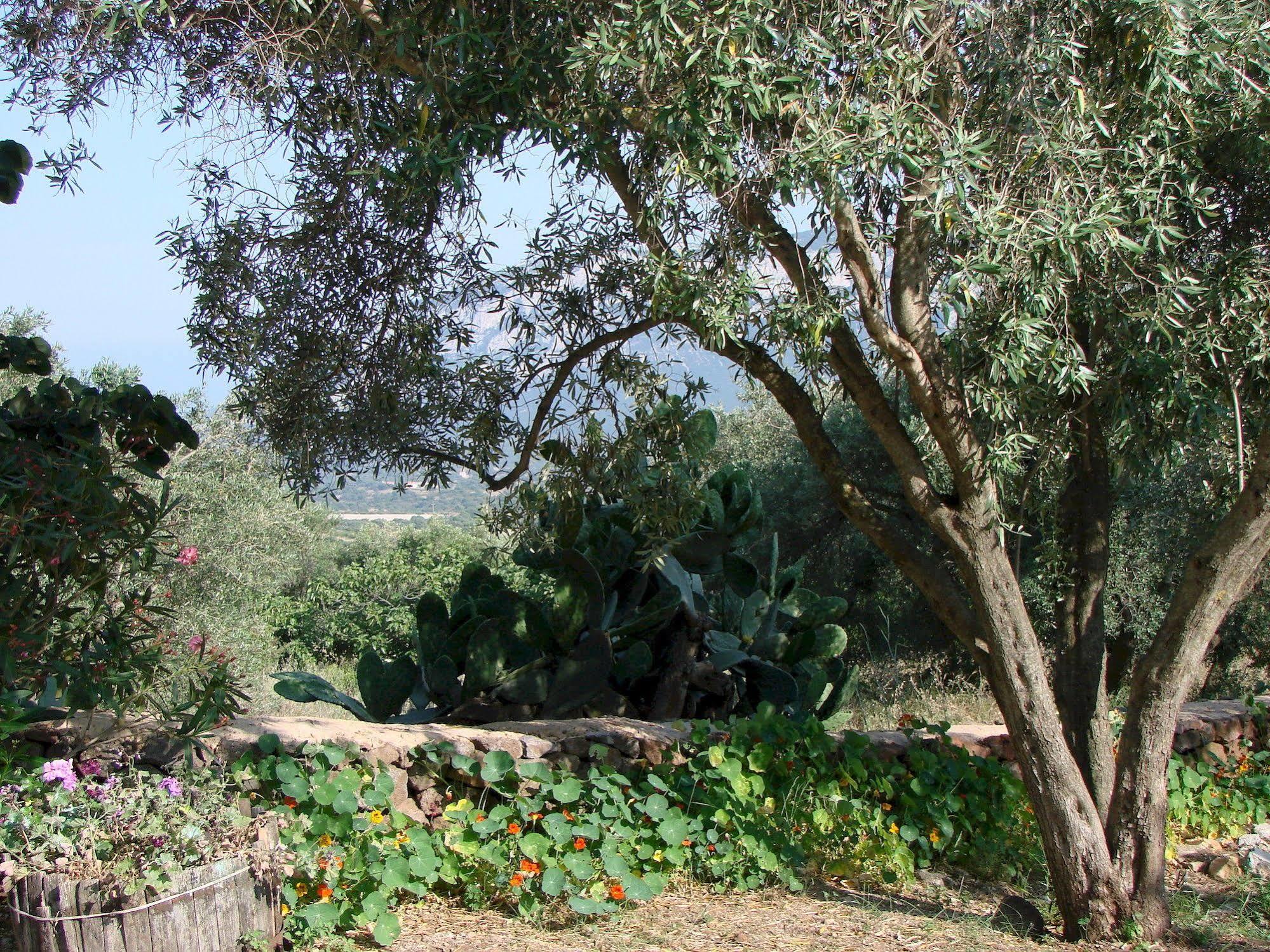 Agriturismo Su Tiresi Cala Gonone Eksteriør billede