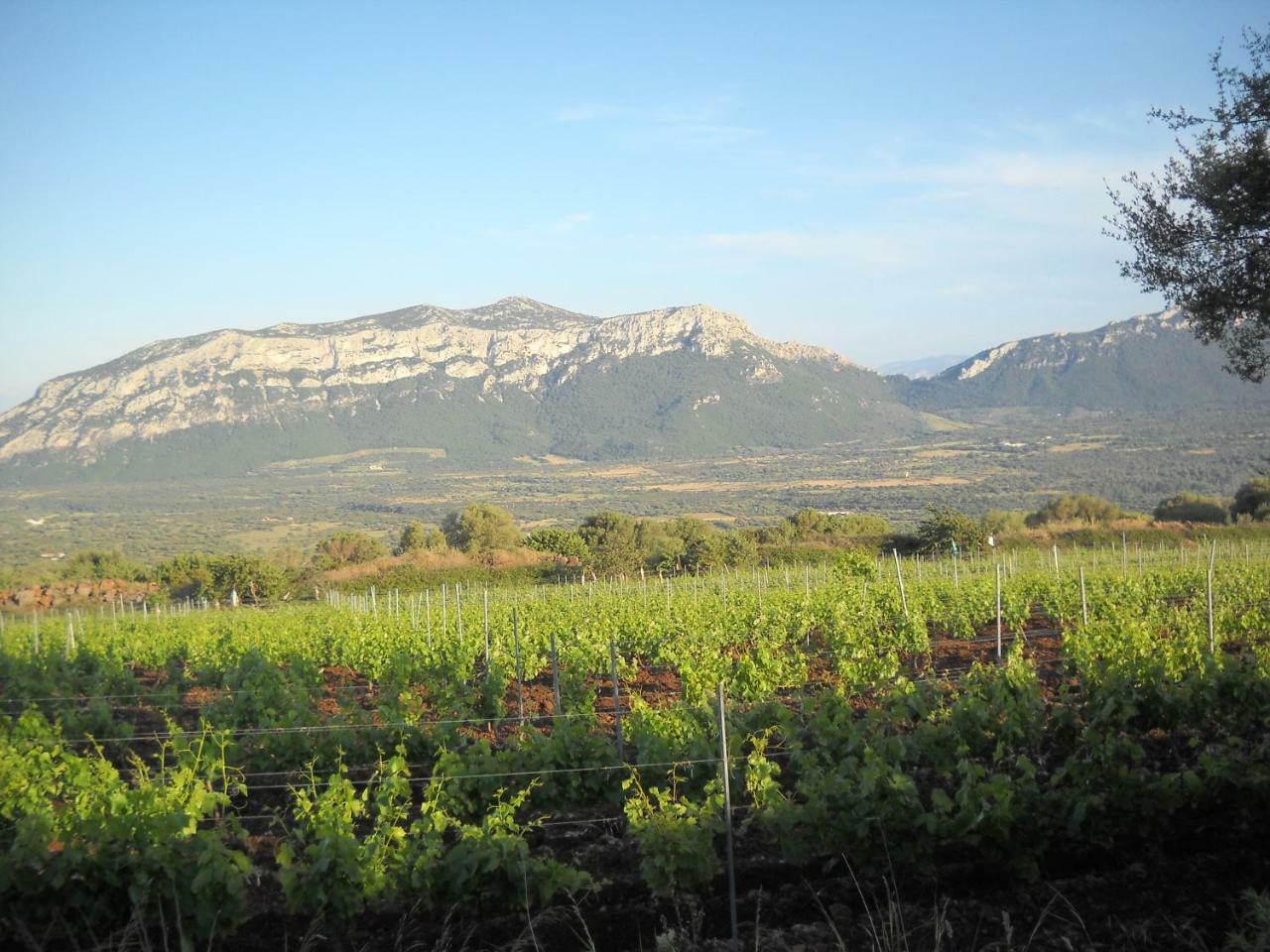 Agriturismo Su Tiresi Cala Gonone Eksteriør billede